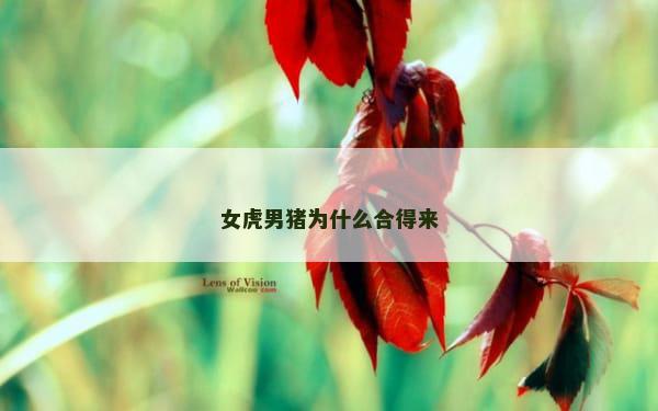女虎男猪为什么合得来