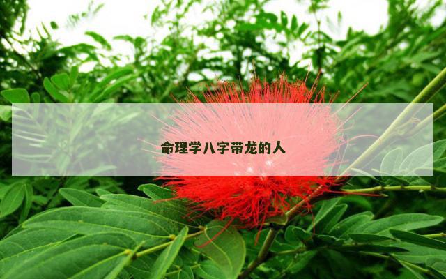 命理学八字带龙的人