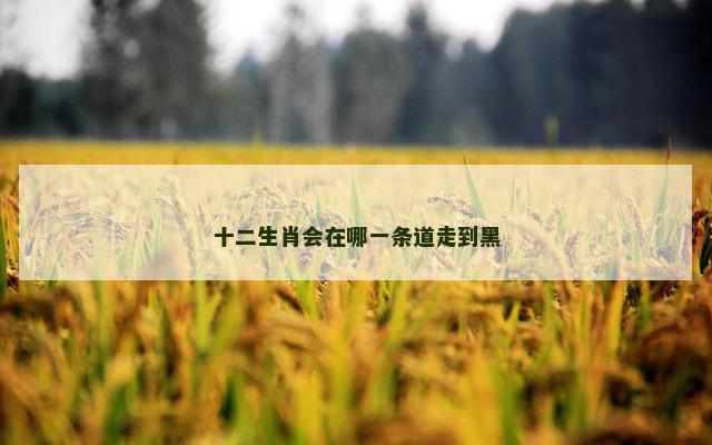 十二生肖会在哪一条道走到黑