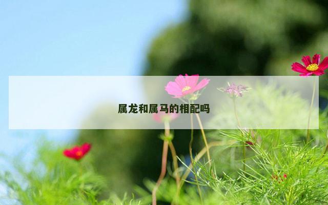属龙和属马的相配吗
