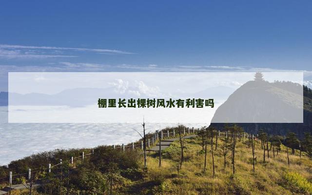 棚里长出棵树风水有利害吗