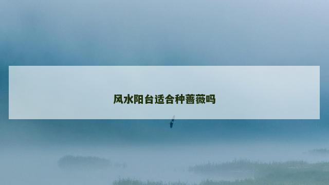 风水阳台适合种蔷薇吗