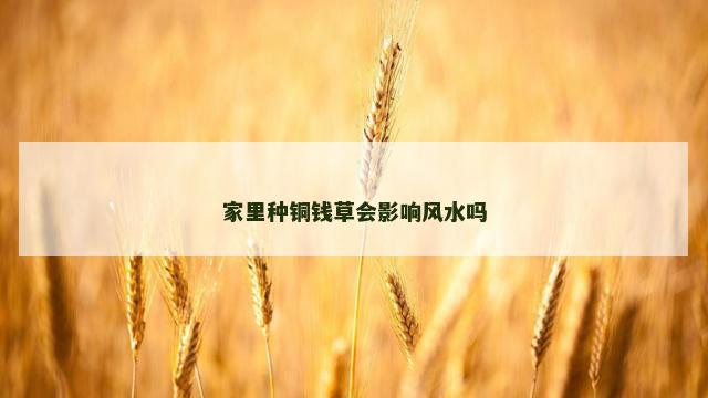 家里种铜钱草会影响风水吗