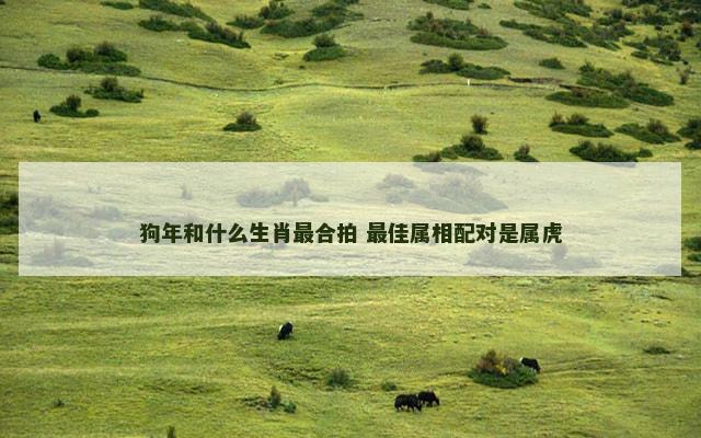 狗年和什么生肖最合拍 最佳属相配对是属虎