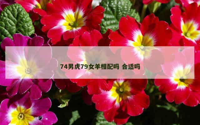 74男虎79女羊相配吗 合适吗