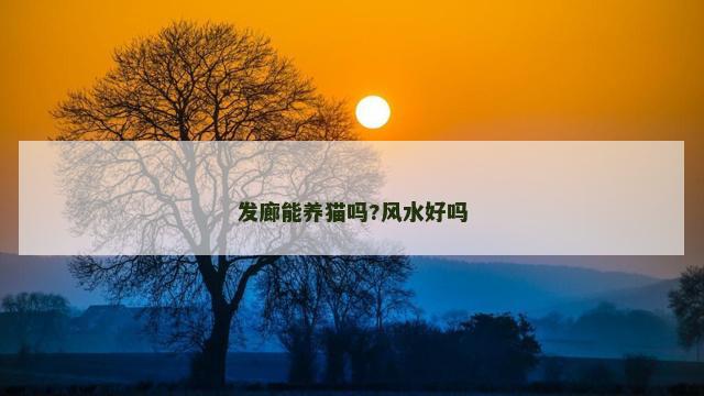 发廊能养猫吗?风水好吗