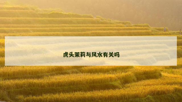 虎头茉莉与风水有关吗