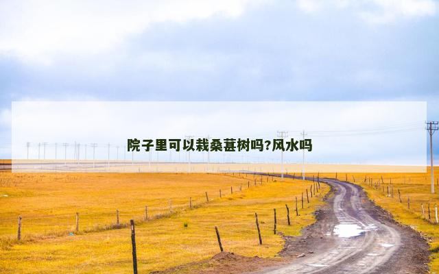 院子里可以栽桑葚树吗?风水吗