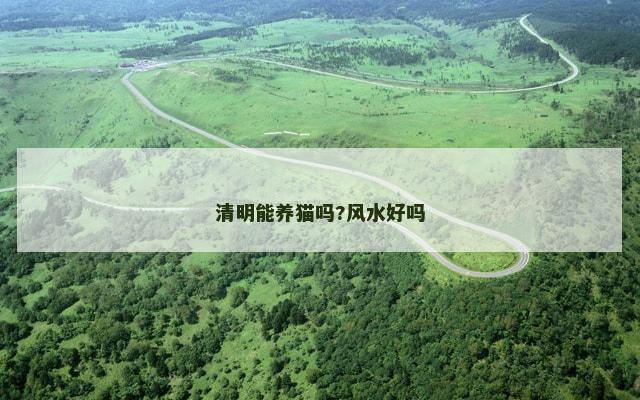 清明能养猫吗?风水好吗