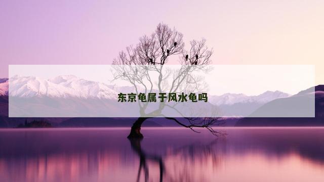 东京龟属于风水龟吗