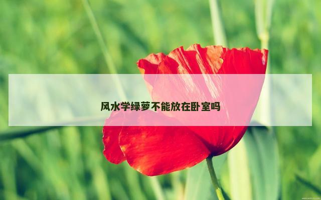 风水学绿萝不能放在卧室吗