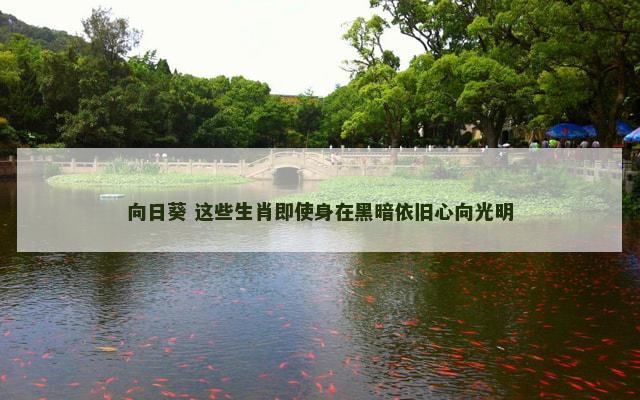 向日葵 这些生肖即使身在黑暗依旧心向光明