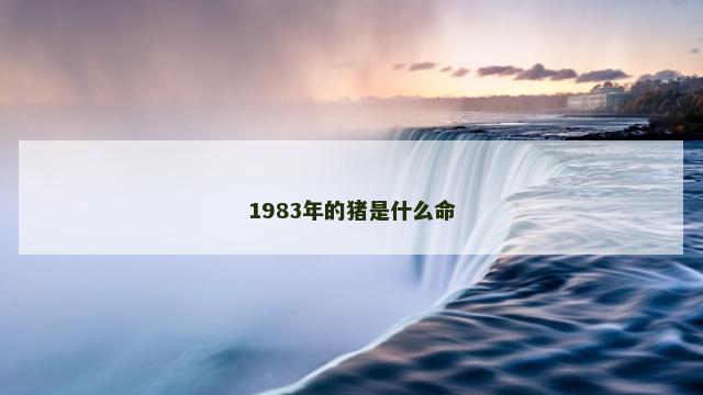 1983年的猪是什么命