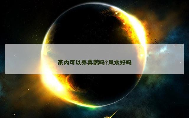 家内可以养喜鹊吗?风水好吗