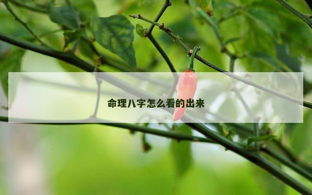 命理八字怎么看的出来