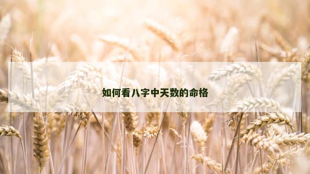 如何看八字中天数的命格