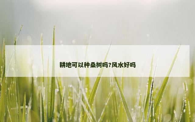 耕地可以种桑树吗?风水好吗