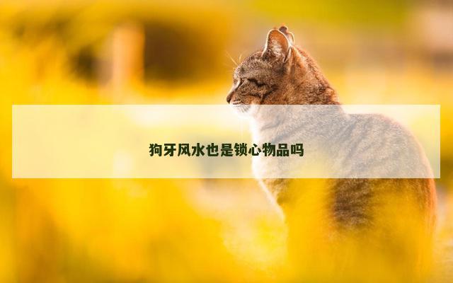 狗牙风水也是锁心物品吗