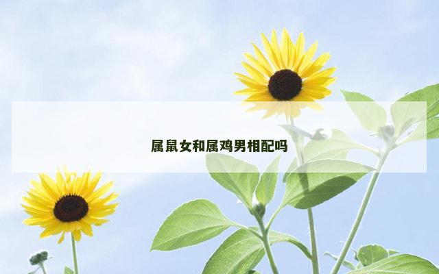 属鼠女和属鸡男相配吗