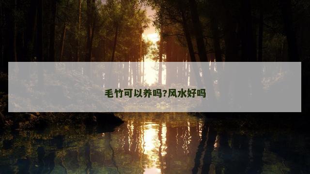 毛竹可以养吗?风水好吗