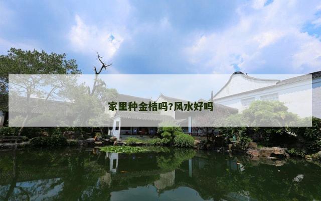 家里种金桔吗?风水好吗