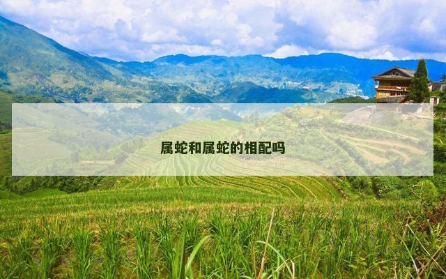 属蛇和属蛇的相配吗