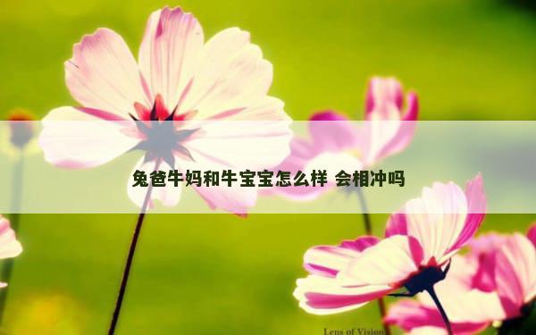 兔爸牛妈和牛宝宝怎么样 会相冲吗