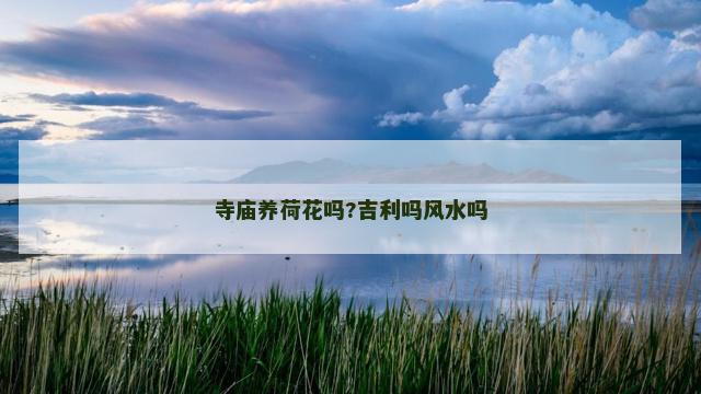 寺庙养荷花吗?吉利吗风水吗