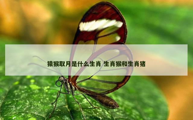 猿猴取月是什么生肖 生肖猴和生肖猪
