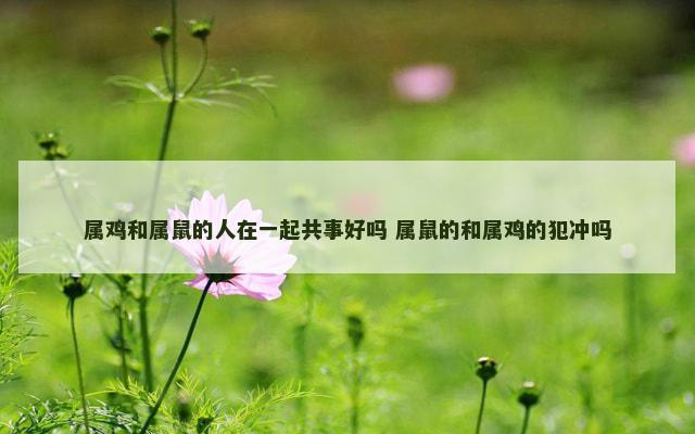 属鸡和属鼠的人在一起共事好吗 属鼠的和属鸡的犯冲吗
