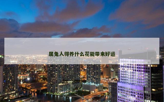 属兔人得养什么花能带来好运