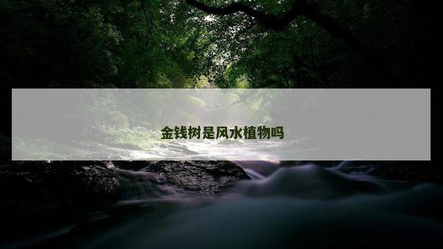 金钱树是风水植物吗