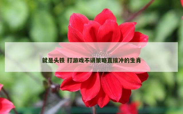 就是头铁 打游戏不讲策略直接冲的生肖