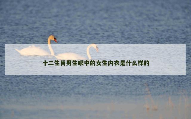 十二生肖男生眼中的女生内衣是什么样的