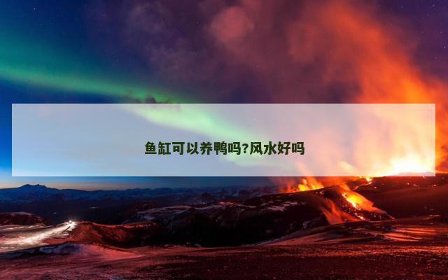 鱼缸可以养鸭吗?风水好吗