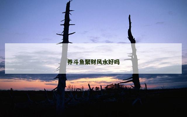 养斗鱼聚财风水好吗