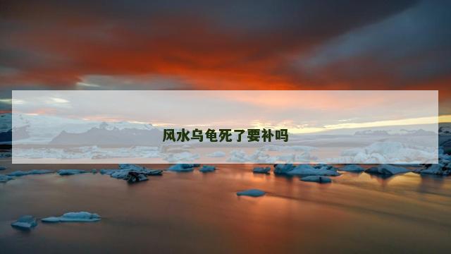 风水乌龟死了要补吗