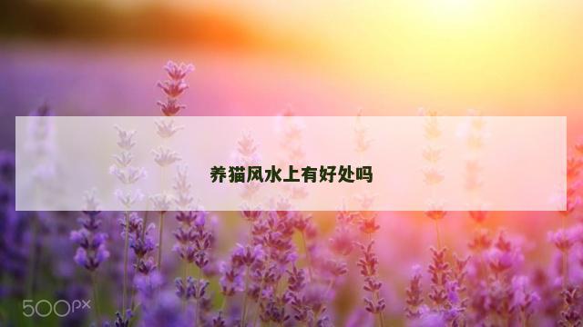 养猫风水上有好处吗