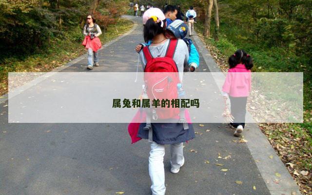 属兔和属羊的相配吗