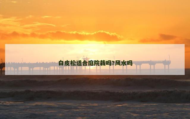 白皮松适合庭院栽吗?风水吗