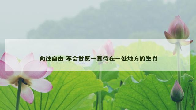 向往自由 不会甘愿一直待在一处地方的生肖