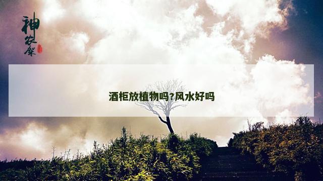 酒柜放植物吗?风水好吗