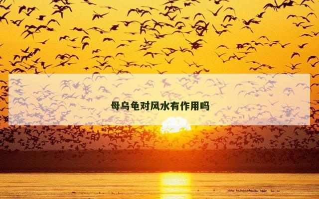 母乌龟对风水有作用吗