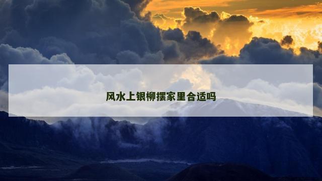 风水上银柳摆家里合适吗