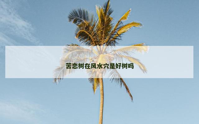 苦恋树在风水穴是好树吗