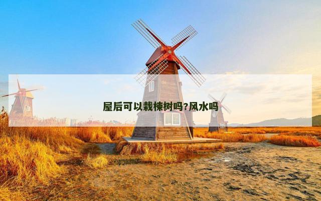 屋后可以栽楝树吗?风水吗