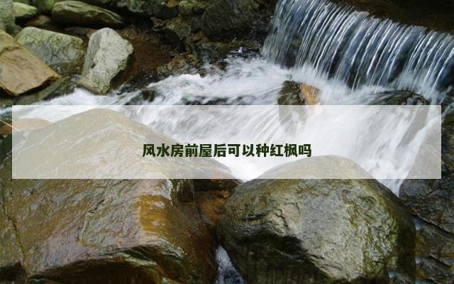 风水房前屋后可以种红枫吗