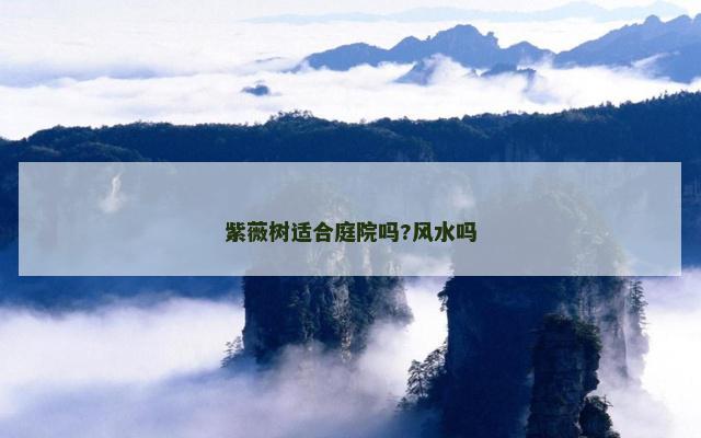 紫薇树适合庭院吗?风水吗