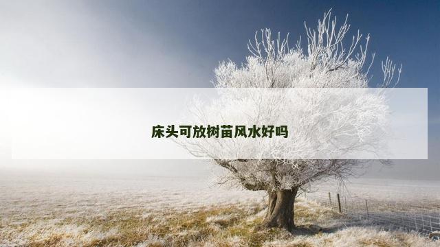 床头可放树苗风水好吗