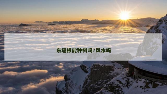 东墙根能种树吗?风水吗